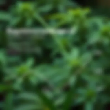 An infographic depicting the regulatory landscape affecting cannabis investments.