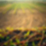 The Role of Land Loan Rates in Agricultural Growth Close-up of land with diverse crops representing agricultural investments