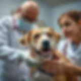 Dog with a vet examining its health